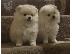 PoulaTo: Pomeranian όλα kc reg.